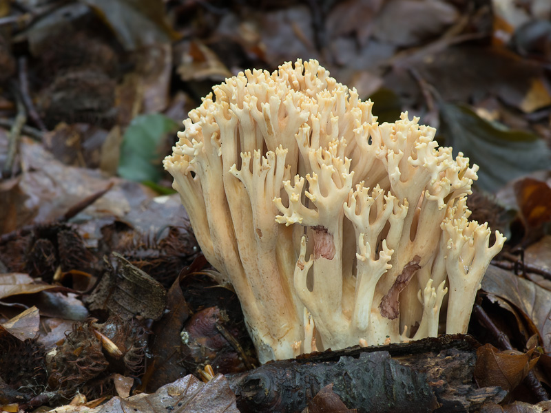 Ramaria bataillei